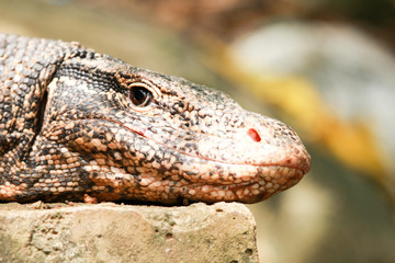 Asian giant water monitor goanna varan close up portrait