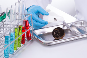 Scientists analyzed the causes and ways to prevent mold in citrus fruit in the lab.