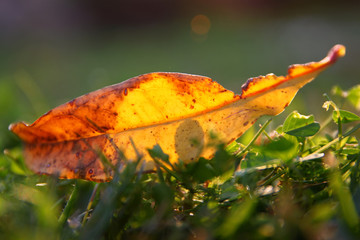 Autumn background with dry leaf on the grass.