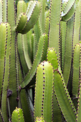 Euphorbia Canariensis