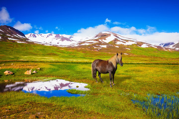  Chestnut Icelandic horse grazing in the meadow
