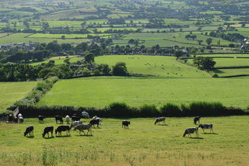 Fototapeta na wymiar Farmland landscape in Axe Valley, Devon