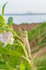 Brown chameleon on flower