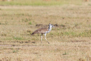 Kori bustard bird walking on the savannah