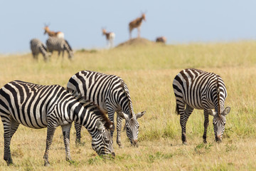 Fototapeta na wymiar Zebras grazing on grass savanna