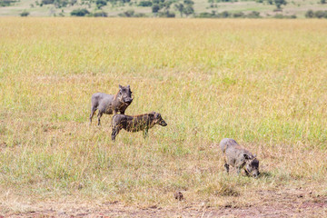 Family with Warthog in the savanna