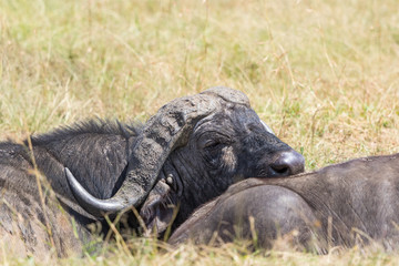 African buffalo lying down and resting
