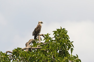 Treetop with a Short-toed snake eagle