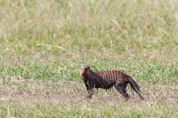 Clayey Banded mongooses in the savanna