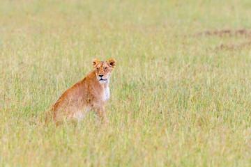 Lioness sitting in the grass of the savannah and watching