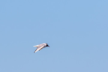 Flying black headed gull in the sky