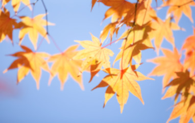 Abstract background of autumn leaves forest , shallow depth of focus..
