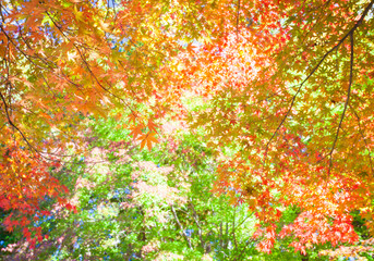 Beautiful colorful of autumn leaves in forest