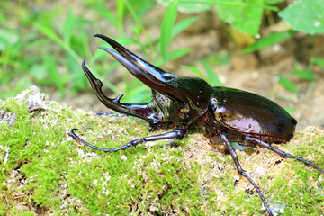 Caucasus beetle (Chalcosoma chiron) in Indonesia