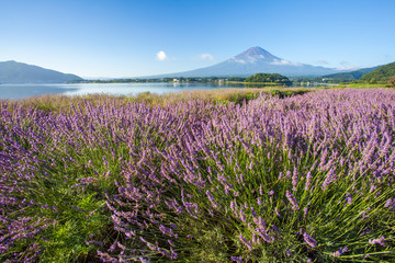 Fototapeta na wymiar Mountain fuji and purple color of lavender at lake Kawaguchiko in summer season