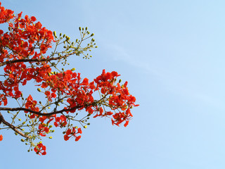 orange red flower (flame tree, flamboyant, royal poinciana or red bird of paradise) with blue sky, tropical ornamental plant with beautiful bright colorful inflorescence widely grown in public park