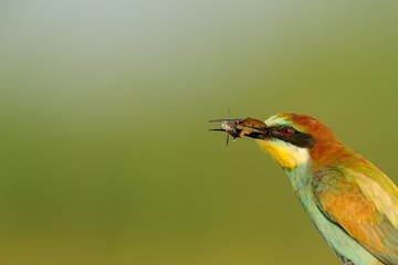 Bee-eater photographed in its natural environment dawn. (Merops apiaster)