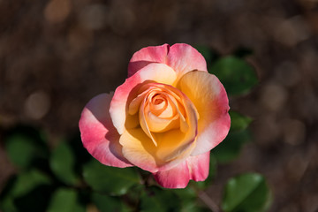 Bright pink and yellow rose flower bloom against green leaves on the background. Summer garden nature scene. Close up, selective focus