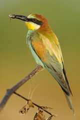 Bee-eater photographed in its natural environment dawn. (Merops apiaster)