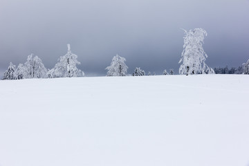 Winter landscape