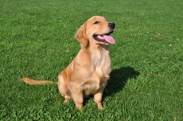 ゴールデンレトリーバー犬