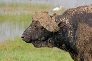 Portrait of an African buffalo (Syncerus caffer), Lake Nakuru National Park, Kenya.