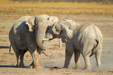 African elephant (Loxodonta africana) bulls fighting, Etosha National Park, Namibia.