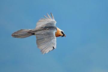 An endangered bearded vulture (Gypaetus barbatus) in flight, South Africa.