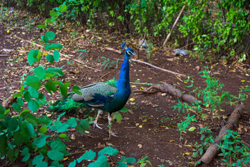 Obraz premium Beautiful Peacock walking in the forest