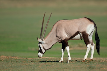 Naklejka na ściany i meble A gemsbok antelopes (Oryx gazella) in natural habitat, Kalahari desert, South Africa.