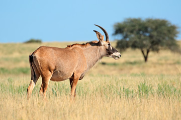 A rare roan antelope (Hippotragus equinus) standing in grassland, Mokala National Park, South Africa.