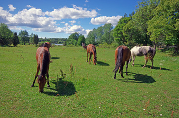 Horses in pasture. Rural landscape