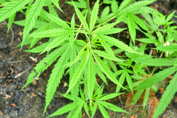 Cannabis plant, marijuana in nature, Cannabis indica