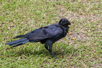 crow