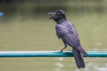 crow