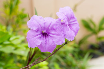 Obraz premium close up purple flower in garden,Ruellia tuberosa flower, cracke