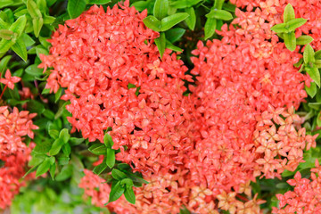 Fototapeta premium ixora flower on plant in garden, rubiaceae flower