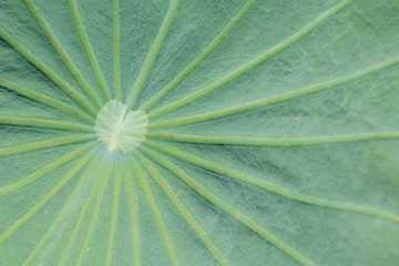 Green leaf lotus close up background