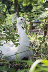 White Peacock sitting.