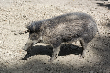Wild boar.