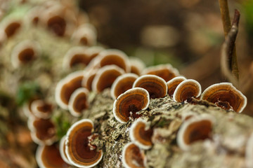 Parasite mushrooms on tree