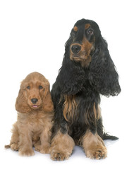 puppy and adult cocker spaniel