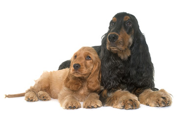 puppy and adult cocker spaniel