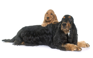 puppy and adult cocker spaniel