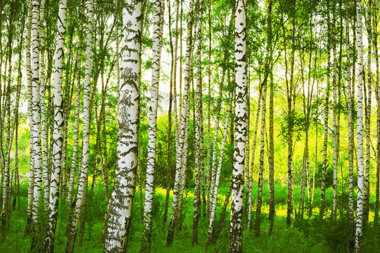 Fototapeta summer in birch forest