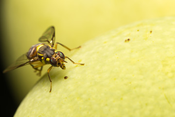 Macro small insects