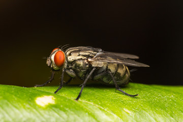 Macro small flies