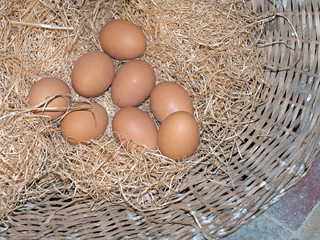 Rural life. Eggs in basket.