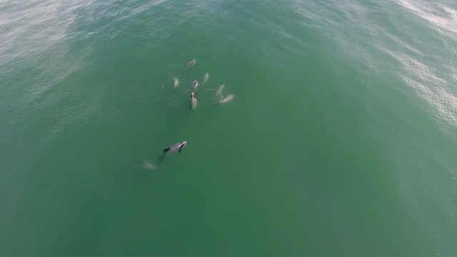 Aerial view of Hector's dolphins pod swimming in ocean at Ship Creek, New Zealand