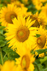 Czech Republic, Southern Bohemia - Field of Sunflowers.
